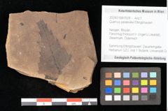 Foto (Objekt + Etikett) von Quercus palaeoilex Ettingshausen (NHMW-GEO-2024-0188-0928)
